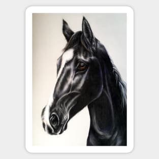 Black Stallion Sticker